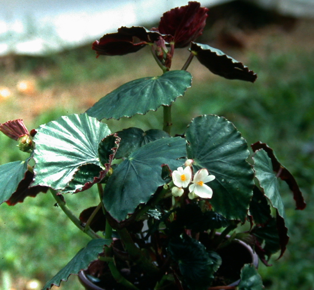 B. ‘Mystique Dr. Fred A. Barkley’
